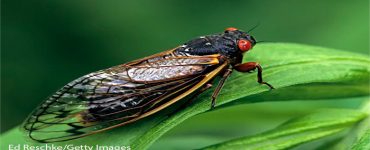 brood x cicada on a leaf