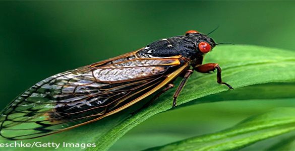 brood x cicada on a leaf